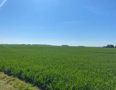 Champ vert sous le ciel bleu