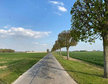 Route champêtre bordée d'arbres